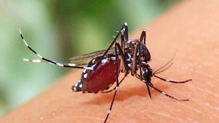 গত ২৪ ঘণ্টায় ডেঙ্গুতে আরও ৬ জনের মৃত্যু