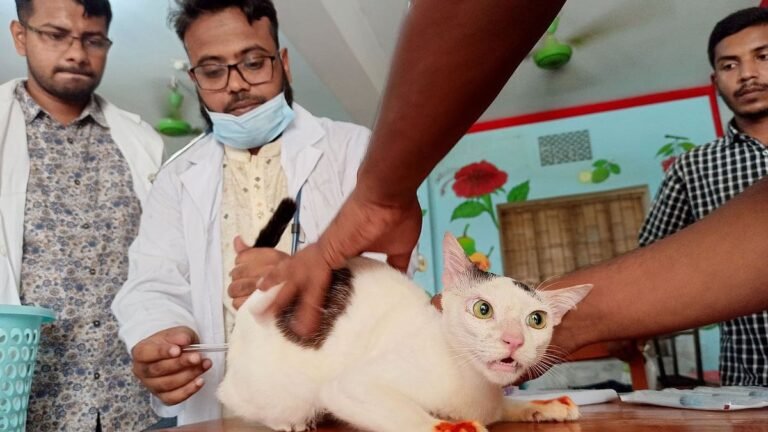 প্রাণিচিকিৎসকের কাছে যাচ্ছেন? যাওয়ার আগে কিছু বিষয় জেনে রাখুন