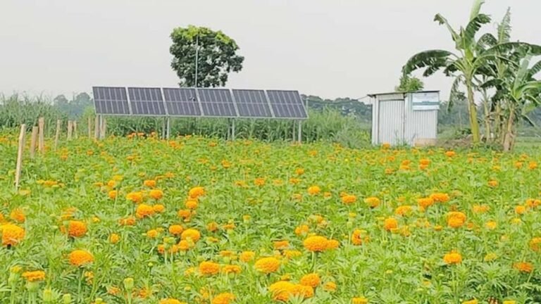 ঝিনাইদহে সৌরশক্তিতে বদলে যাচ্ছে কৃষি, কমছে সেচ খরচ