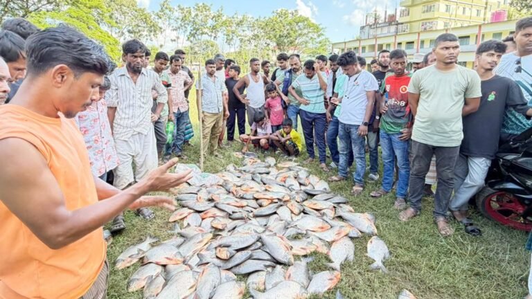 বিদ্যালয়ের পুকুরে মাছ ধরার উৎসব, মিলল ১০ মণ নিষিদ্ধ পিরানহা