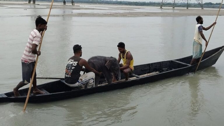 নদীতে ভেসে যাওয়া ছোট্ট হাতিকে পৌঁছে দেওয়া হলো মা হাতির কাছে