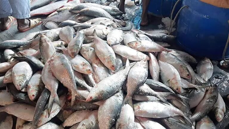 বরিশালে ইলিশের সরবরাহ দ্বিগুণ, মণে কমেছে ২০ হাজার টাকা