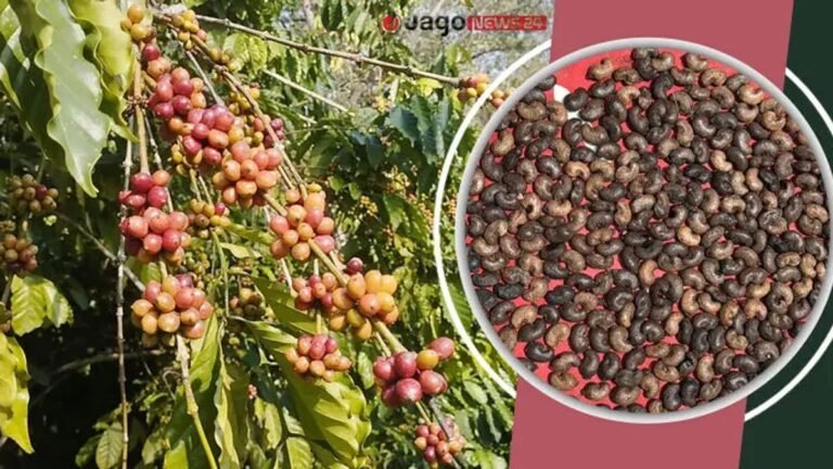 বারির দুই জাতের কফি নিয়ে পাহাড়ে নতুন স্বপ্ন