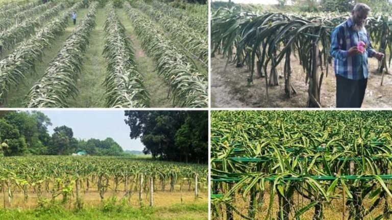 বিদেশি ফল চাষে স্বাবলম্বী হওয়ার স্বপ্ন দেখছেন লোহাগড়ার কৃষকরা