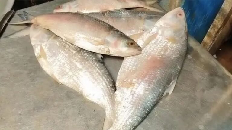 প্রথমবার বাংলাদেশে আসলো ‘স্বাদ-গন্ধহীন’ গুজরাটি ইলিশ