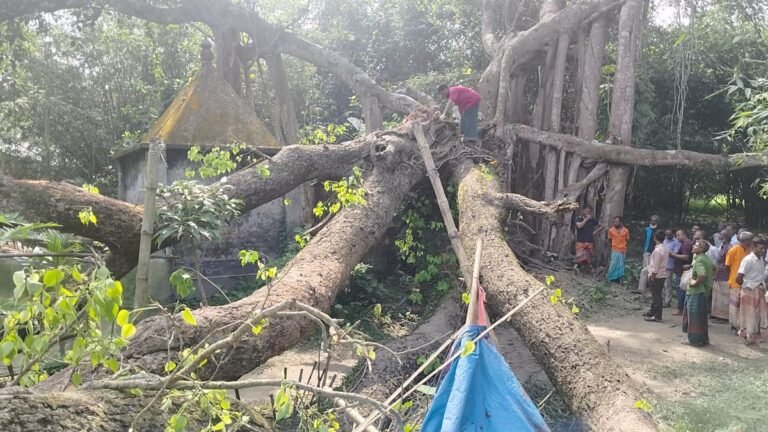 ঝড়-বৃষ্টি ছাড়াই ঘরের ওপর ভেঙে পড়ল গাছ, মায়ের প্রাণ গেলেও অক্ষত ৮ মাসের শিশু
