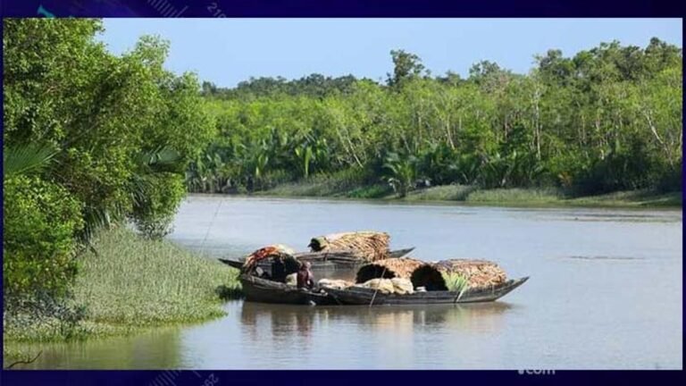 সুন্দরবনের ঢাংমারী খালে কুমিরের আক্রমণ