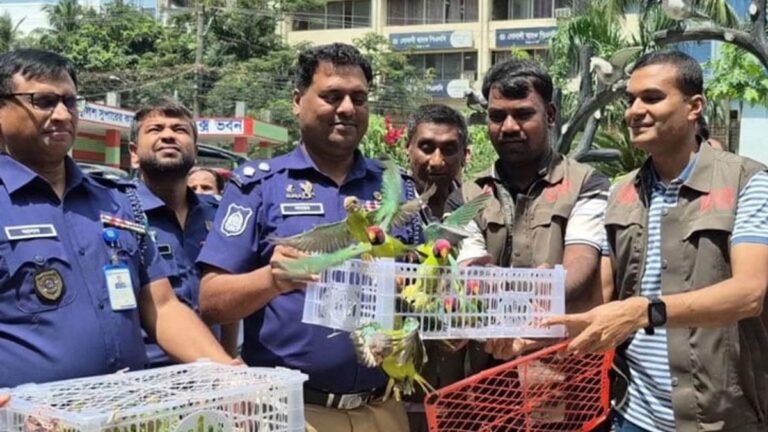 বগুড়ায় শতাধিক হীরামন টিয়া উদ্ধার