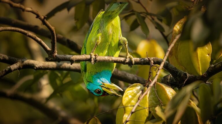 চেনা ৭টি পাখির অন্য রকম ছবি দেখুন