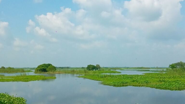 শরতের মনভোলানো স্নিগ্ধ সৌন্দর্য
