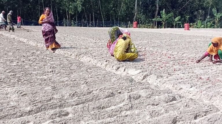 পীরগঞ্জে মুড়িকাটা পেঁয়াজ চাষে ব্যস্ত কৃষকেরা